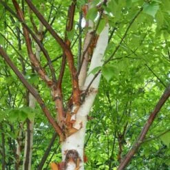 Betula Albosinensis Var. Septentrionlis Kansu -Eco Nest Store Betula albosinensis Kanzu 03