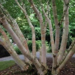 Betula Albosinensis Pink Champagne -Eco Nest Store Betula albosinensis Pink Champagne 01