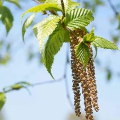 Betula Albosinensis Pink Champagne -Eco Nest Store Betula albosinensis Pink Champagne 03