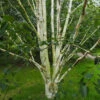 Betula Utilis Jaquemontii Doorenbos - Himalayan Birch -Eco Nest Store BetulautilisJaquemontiiDoorenbos