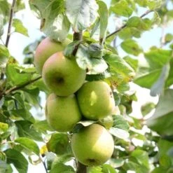 Apple Blenheim Orange -Eco Nest Store Blenheim Orange A02