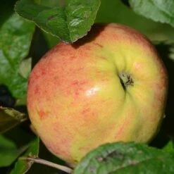 Apple Bloody Butcher -Eco Nest Store Bloody Butcher A02