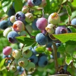 Blueberry Northland -Eco Nest Store BlueberryNorthland01