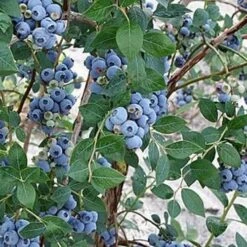 Blueberry Sweetheart® -Eco Nest Store BlueberrySweetheart02