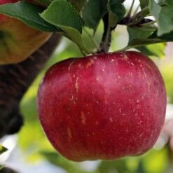 Apple Bountiful -Eco Nest Store Bountiful04