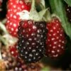Boysenberry -Eco Nest Store Boysenberry 01