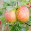 Apple Bramley Clone 20 -Eco Nest Store Bramley01