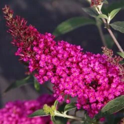 Buddleja Davidii Buzz Hot Raspberry 8 Buddleja Davidii Buzz Hot Raspberry -Eco Nest Store Buddleia Buzz Hot Raspberry 01
