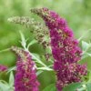 Buddleja Davidii Buzz Hot Raspberry 2 Buddleja Davidii Buzz Hot Raspberry -Eco Nest Store Buddleia Buzz Hot Raspberry 02