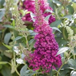 Buddleja Davidii Buzz Hot Raspberry 9 Buddleja Davidii Buzz Hot Raspberry -Eco Nest Store Buddleia Buzz Hot Raspberry 03