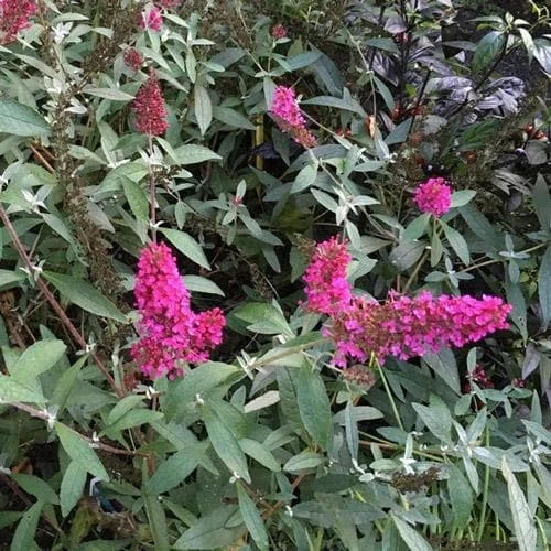 Buddleja Davidii Buzz Hot Raspberry 4 Buddleja Davidii Buzz Hot Raspberry - Image 2