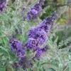Buddleja Davidii Buzz Sky Blue -Eco Nest Store Buddleia Buzz Sky Blue 01