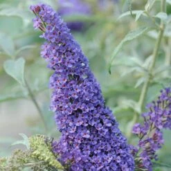 Buddleja Davidii Buzz Sky Blue -Eco Nest Store Buddleia Buzz Sky Blue 02