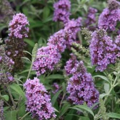 Buddleja Davidii Buzz Sky Blue -Eco Nest Store Buddleia Buzz Sky Blue 03