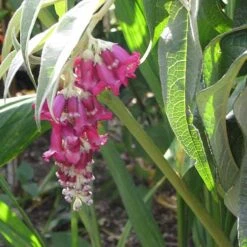 Buddleja Colvilei -Eco Nest Store Buddleja colvilei 06
