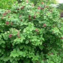 Calycanthus X Raulstonii Hartlage Wine -Eco Nest Store Calycanthus Hartlage Wine 04