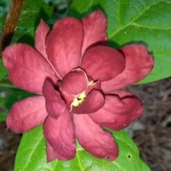 Calycanthus X Raulstonii Hartlage Wine -Eco Nest Store Calycanthus Hartlage Wine 07