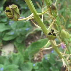 Camassia Leichtlinii Alba -Eco Nest Store Camassia leichtlinii alba 04