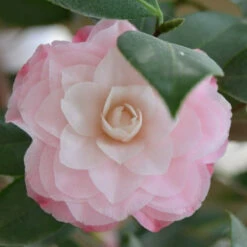 Camelia Japonica Nuccio's Pearl -Eco Nest Store CameliajaponicaNucciosPearl