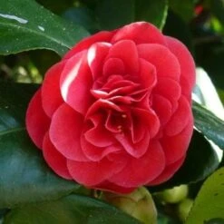 Camellia Japonica Adolphe Audusson