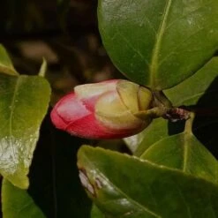 Camellia Japonica Adolphe Audusson -Eco Nest Store Camellia Adolphe Audusson 01