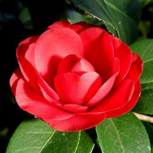 Camellia Black Lace 5 Camellia Black Lace - Image 3