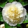 Camellia Japonica Brushfield Yellow -Eco Nest Store Camellia Brushfield Yellow 01