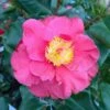 Camellia Japonica Dr King