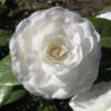 Camellia Mathotiana Alba -Eco Nest Store Camellia Mathotiana Alba 01