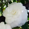Camellia Japonica Alba Plena -Eco Nest Store Camellia jap. Alba Plena 02