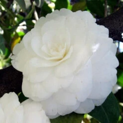 Camellia Japonica Alba Plena