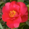 Camellia Japonica Midnight -Eco Nest Store CamelliajaponicaMidnight