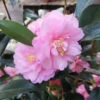 Camellia Spring Festival (cuspidata Hybrid) 2 Camellia Spring Festival (cuspidata Hybrid) -Eco Nest Store Camelliaspringfestival1