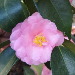 Camellia Spring Festival (cuspidata Hybrid) -Eco Nest Store Camelliaspringfestival2