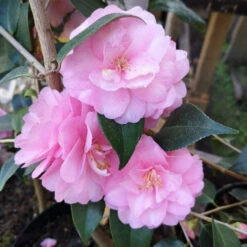 Camellia Spring Festival (cuspidata Hybrid) -Eco Nest Store Camelliaspringfestival3