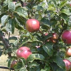 Apple Camelot 7 Apple Camelot -Eco Nest Store Camelot 03