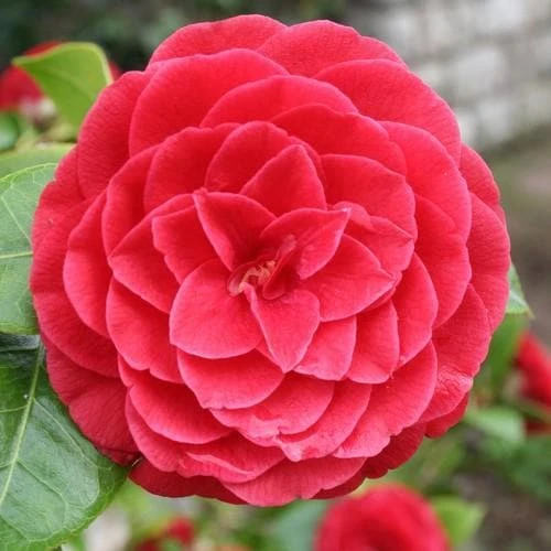 Camellia Black Lace 3 Camellia Black Lace