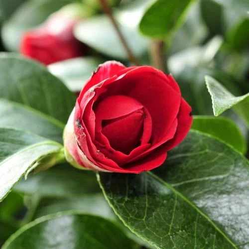 Camellia Black Lace 4 Camellia Black Lace - Image 2