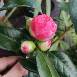 Camelia Japonica Nuccio's Pearl -Eco Nest Store CammeliajapinicaNucciosPearl3.ff