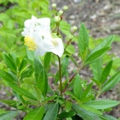 Carpenteria Californica -Eco Nest Store Carpenteria californica 01
