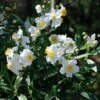 Carpenteria Californica -Eco Nest Store Carpenteria californica 03