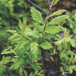 Carpinus Betulus Quercifolia -Eco Nest Store Carpinus betulus Quercifolia 03