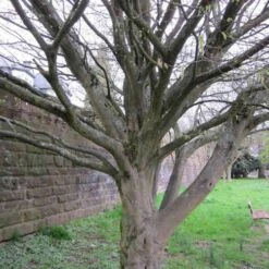 Carpinus Betulus Quercifolia -Eco Nest Store Carpinus betulus Quercifolia 05