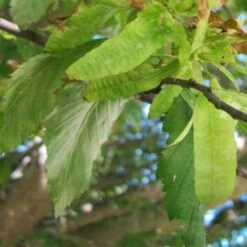 Carpinus Betulus Quercifolia -Eco Nest Store Carpinus betulus Quercifolia 06