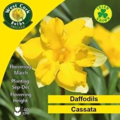 Daffodil Cassata 11 Daffodil Cassata -Eco Nest Store Cassata
