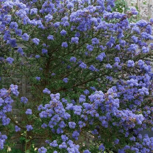 Ceanothus Southmead 3 Ceanothus Southmead
