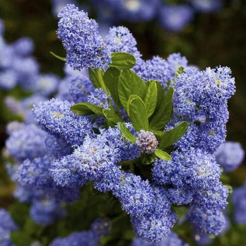 Ceanothus Southmead 6 Ceanothus Southmead - Image 4
