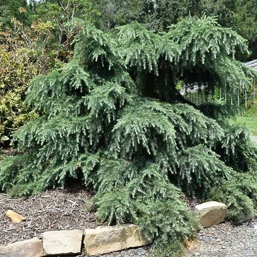 Cedrus Deodara Feelin' Blue 3 Cedrus Deodara Feelin' Blue