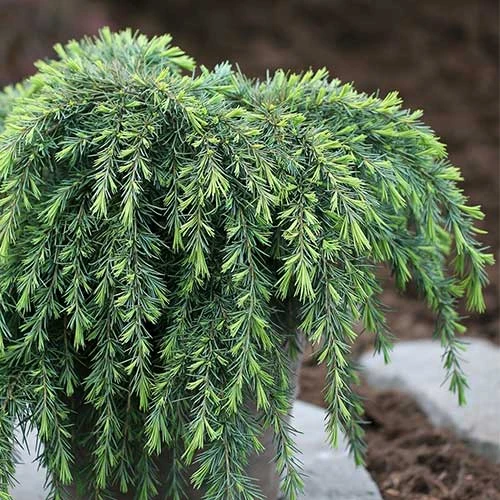 Cedrus Deodara Feelin' Blue 4 Cedrus Deodara Feelin' Blue - Image 2