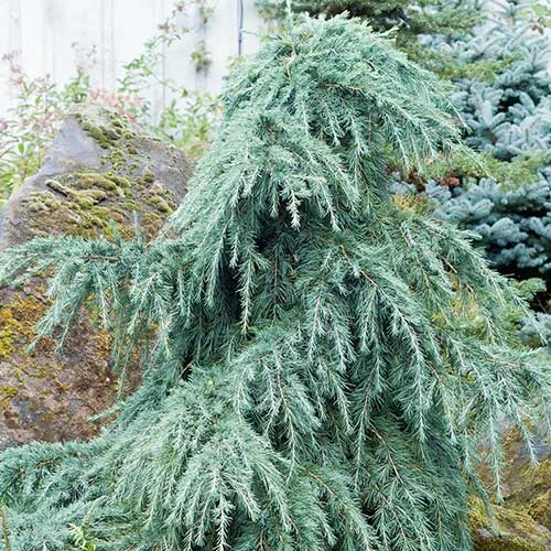 Cedrus Deodara Feelin' Blue 5 Cedrus Deodara Feelin' Blue - Image 3